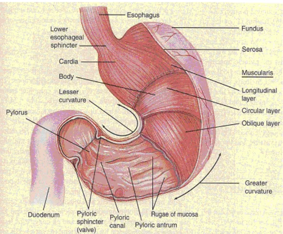 Gambar 2.2 Anatomi Eksternal dan Internal Lambung Mamalia. (Tortora dan Grabowski, 1996) 