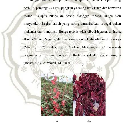 Gambar 2.1 (a) Tanaman bunga rosella  