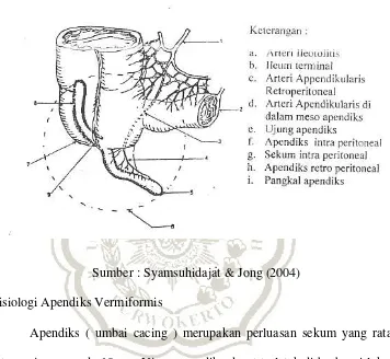 Gambar II.1 Anatomi Apendiks 