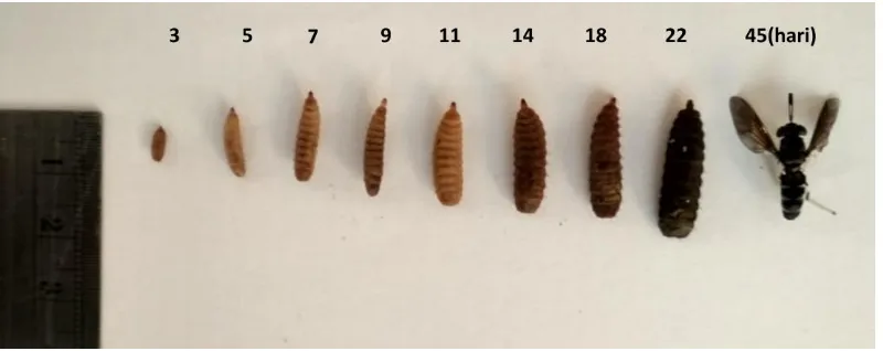 Gambar 1. Pertumbuhan dan perkembangan larva hingga menjadi serangga  (Zulfakar, 2018) 