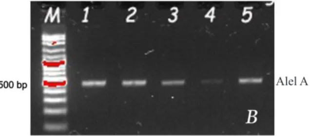 Gambar 1. Analisis PCR-RFLP D1-C/T dengan  enzim endonuklease restriksi BclI,  polimorfisme  ditunjukkan dengan adanya variasi pemotongan  oleh enzim endonuklease restriksi