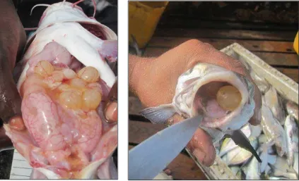 Figure 6.  Catfish eggs developing in the female (left) and mouth brooded by the male (right)