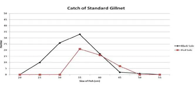 Figure 2.  Number of Sole fish of each size caught with a standard gill net. 