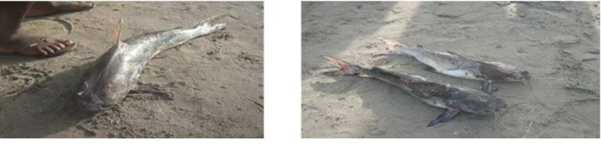 Figure  2.  Catfish identified during the Local Ecological Knowledge (LEK) studyinland fish landing sites