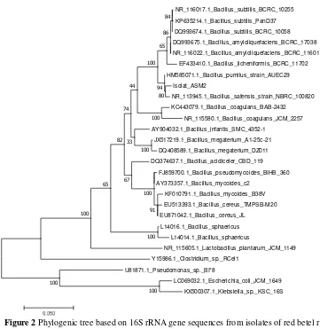 Figure 2  Phylogenic tree based on 16S rRNA gene sequences from isolates of red betel root 