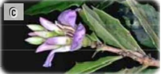 Gambar 1. Tanaman jeruju (Acanthus ilicifolius L.) a = tanaman, b = daun dan c = bunga