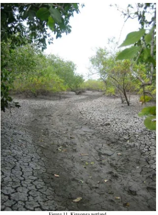 Figure 11. Kinyonga wetland.   
