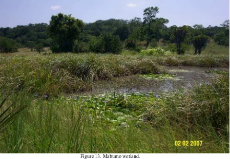 Figure 13. Mabumo wetland. 