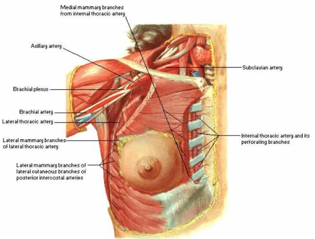 Gambar 2.3. Vaskularisasi Kelenjar Payudara Sumber Netter, 2011  