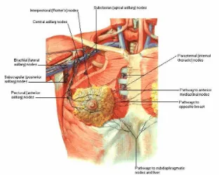 Tabel 2.1. Fase Perkembangan Payudara Preadolesen elevasi dari nipple dengan tidak adanya massa glandular teraba atau tidak ada pigmentasi areola 