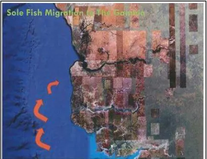 Figure 4. Fishermen’s knowledge. Fish also travel 