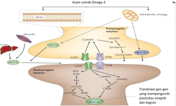 Gambar 5. Mekanisme Omega-3 terhadap Plastisitas Sinaptik dan Kognisi 