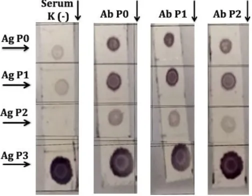 Gambar 1. Hasil Uji Dot Blot Reaksi Spesifikasi Antigen Antibodi pada Membran 