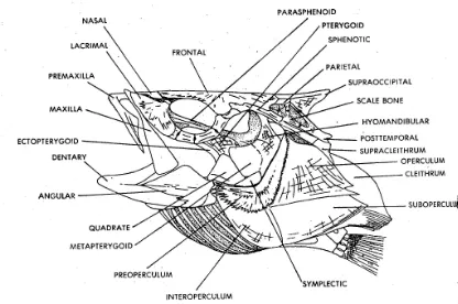 Gambar 47.  Rangka ikan Teleostei tampak lateral (Chiasson, 1980) 
