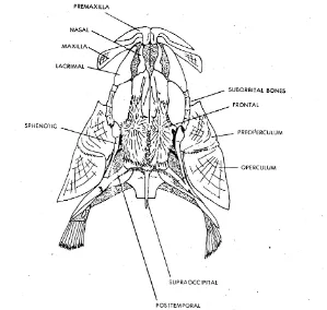 Gambar 49.   Tulang tengkorak ikan Teleostei tampak dorsal (Chiasson, 1980) 