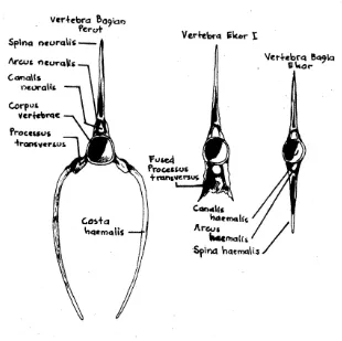 Gambar 50. Tulang tengkorak ikan Teleostei tampak ventral (Chiasson, 1980) 
