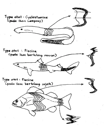 Gambar 38.  Tipe otot pada ikan (Andy Omar, 1987) 