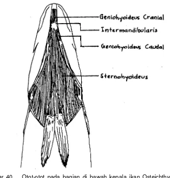 Gambar 39.  Otot-otot pada bagian kepala ikan Osteichthyes (Affandi et al., 1992) 