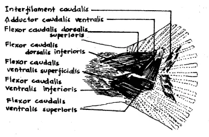 Gambar 43.   Otot-otot pada sirip perut ikan Osteichthyes (Andy Omar, 1987) 