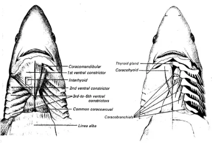 Gambar 45. Otot-otot appendicular dan branchiomeric pada ikan Chondrichthyes 