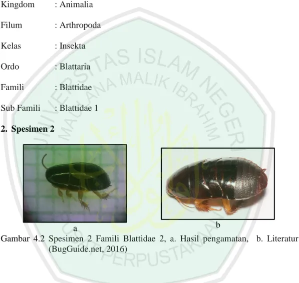 Gambar  4.2  Spesimen  2  Famili  Blattidae  2,  a.  Hasil  pengamatan,    b.  Literatur  (BugGuide.net, 2016) 
