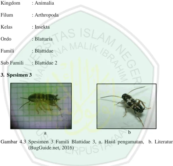 Gambar  4.3  Spesimen  3  Famili  Blattidae  3,  a.  Hasil  pengamatan,    b.  Literatur  (BugGuide.net, 2016) 