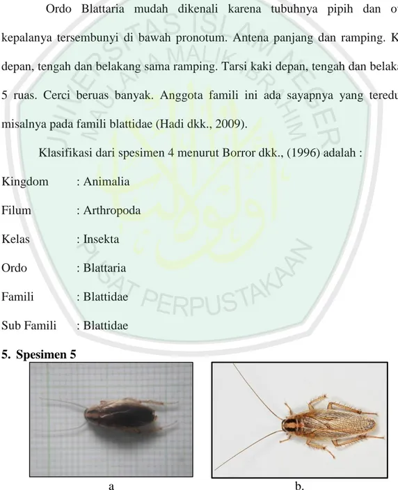 Gambar  4.5  Spesimen  5  Famili  Blattelidae,  a.  Hasil  pengamatan,    b.  Literatur  (BugGuide.net, 2016) 