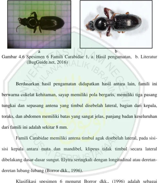 Gambar  4.6  Spesimen  6  Famili  Carabidae  1,  a.  Hasil  pengamatan,    b.  Literatur  (BugGuide.net, 2016) 