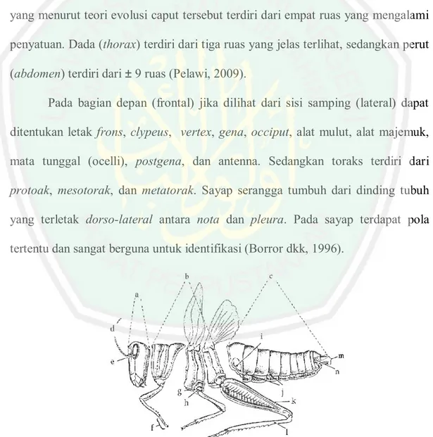 Gambar 2.1  Morfologi Umum Serangga, a. kepala, b. toraks, c. abdomen, d. 