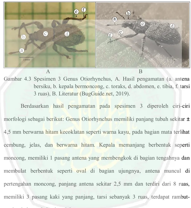 Gambar  4.3  Spesimen  3  Genus  Otiorhynchus,  A.  Hasil  pengamatan  (a.  antena  bersiku, b