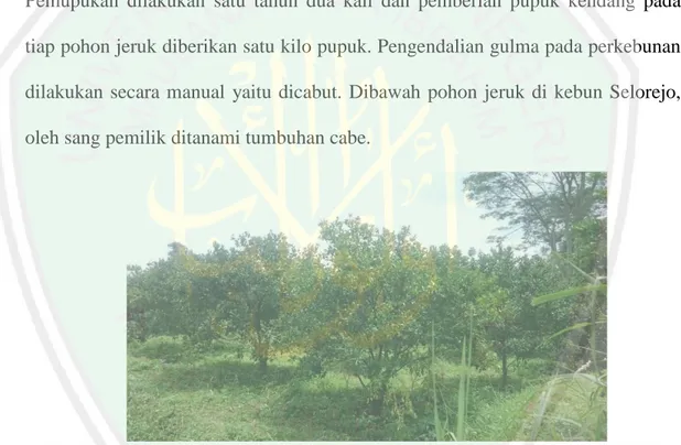 Gambar 2.4 Lokasi kebun jeruk di desa Selorejo (Dokumentasi pribadi, 2018)  2.9.  Integrasi Sains dengan al-Qu’ran 