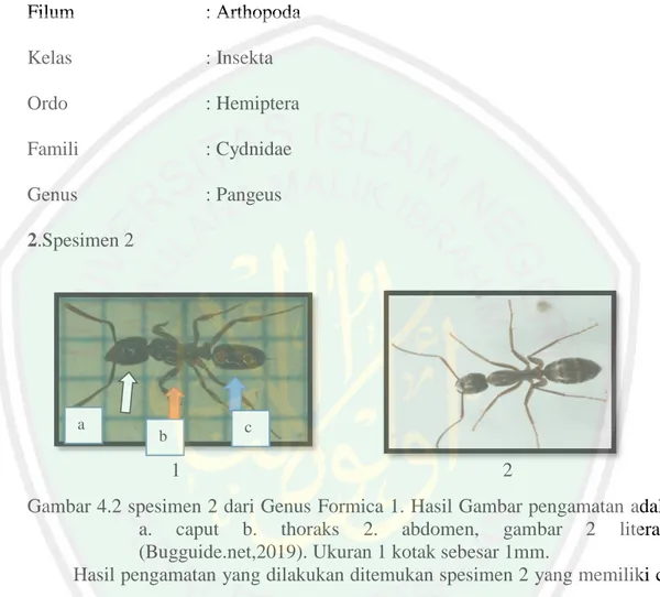 Gambar 4.2 spesimen 2 dari Genus Formica 1. Hasil Gambar pengamatan adalah  a.  caput  b