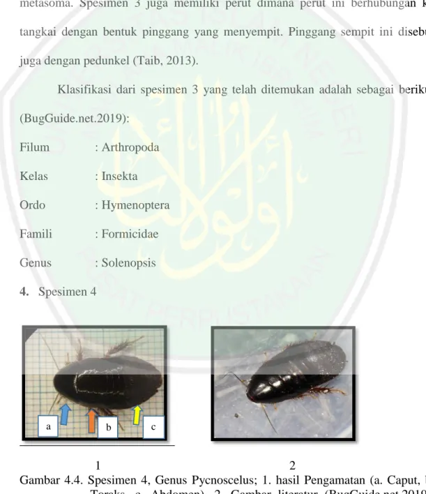 Gambar  4.4.  Spesimen  4,  Genus  Pycnoscelus;  1.  hasil  Pengamatan  (a.  Caput,  b