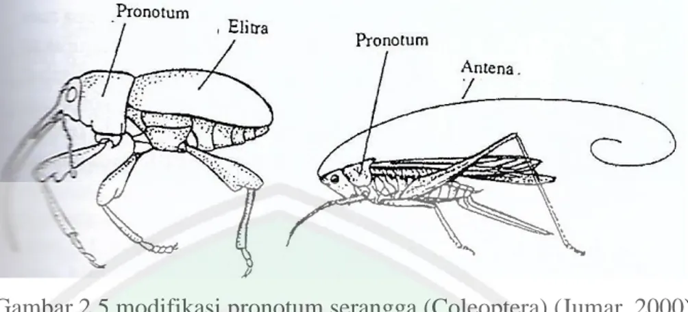Gambar 2.6 tungkai serangga secara umum beserta bagian-bagiannya   (Jumar, 2000) 