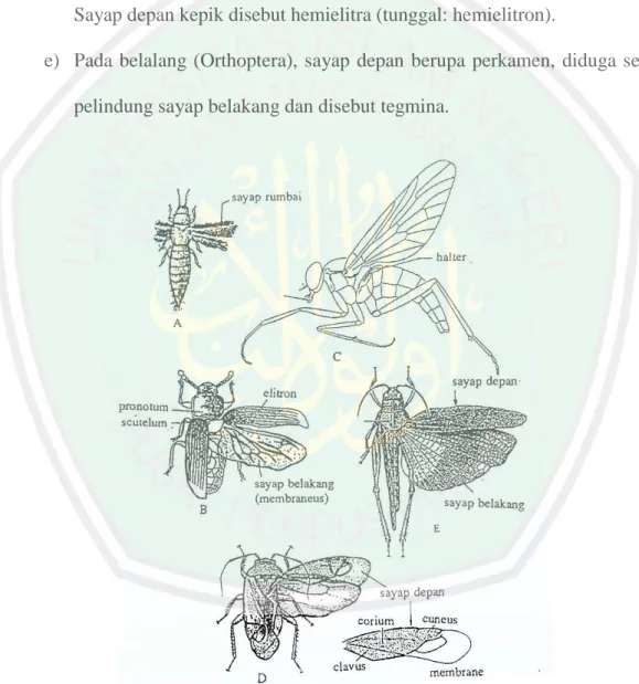 Gambar 2.8 Beberapa modifikasi bentuk dan struktur sayap serangga. A. serangga  sayap  rumbai  (ordo  Thysanoptera);  B