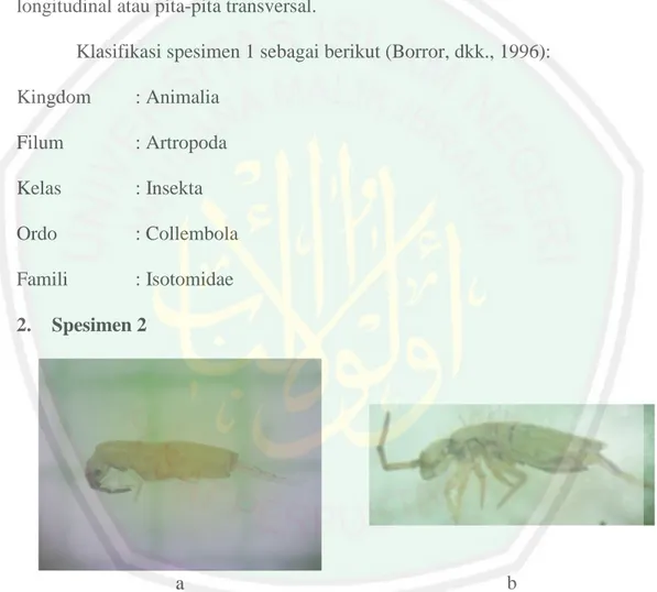 Gambar  4.2  Spesimen  2  Ordo  Collembola,  Famili  Entomobryidae,  a.  Hasil  pengamatan, b