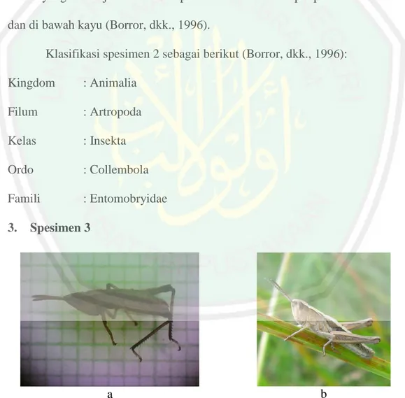 Gambar 4.3 Spesimen 3 Ordo Orthoptera, Famili Acrididae, a. Hasil pengamatan,  b. Gambar literatur (BugGuide.net, 2016) 