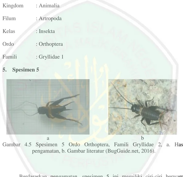 Gambar  4.5  Spesimen  5  Ordo  Orthoptera,  Famili  Gryllidae  2,  a.  Hasil  pengamatan, b