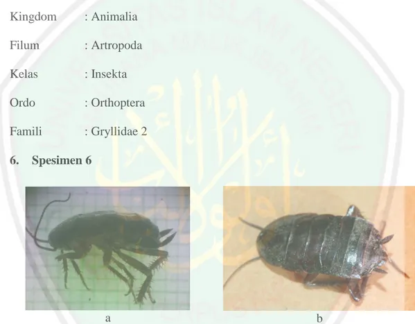 Gambar 4.6 Spesimen 6 Ordo Blattaria, Famili Blattidae 1, a. Hasil pengamatan,  b. Gambar literatur (BugGuide.net, 2016)