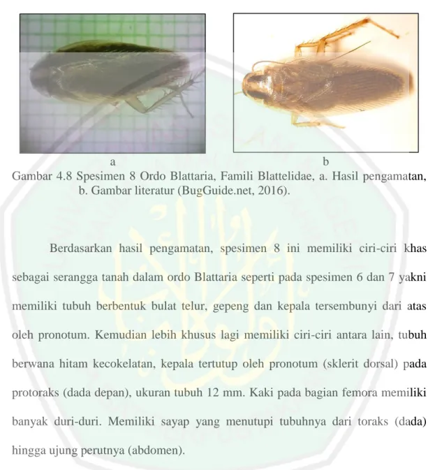 Gambar 4.8 Spesimen 8  Ordo Blattaria, Famili Blattelidae, a. Hasil pengamatan,  b. Gambar literatur (BugGuide.net, 2016)