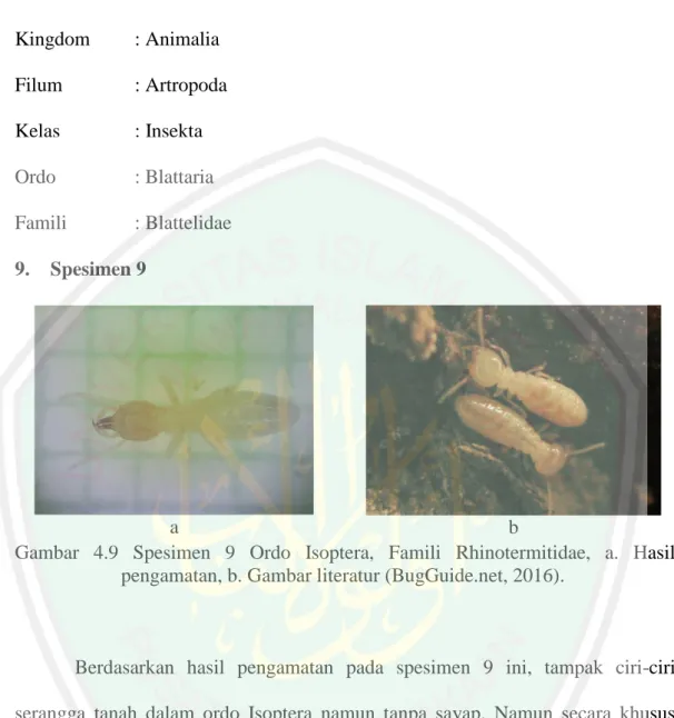 Gambar  4.9  Spesimen  9  Ordo  Isoptera,  Famili  Rhinotermitidae,  a.  Hasil  pengamatan, b