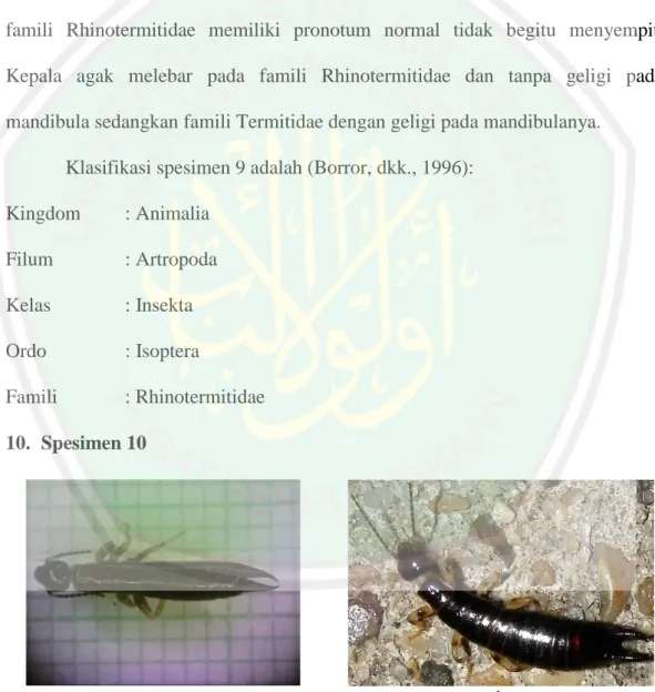 Gambar  4.10  Spesimen  10  Ordo  Dermaptera,  Famili  Forficulidae,  a.  Hasil  pengamatan, b