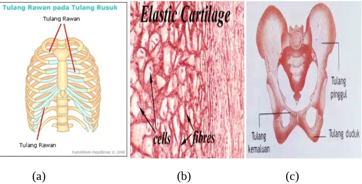 Gambar 1.1 : (a).Tukang rawan hialin, (b). Tulang rawan elastic, (c). Tulang rawanfebrosa