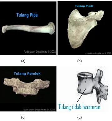 Gambar 1.3 (a). Tulang pipa, (b). Tulang pipih, (c). Tulang pendek, (d). Tulang tidakberaturan.
