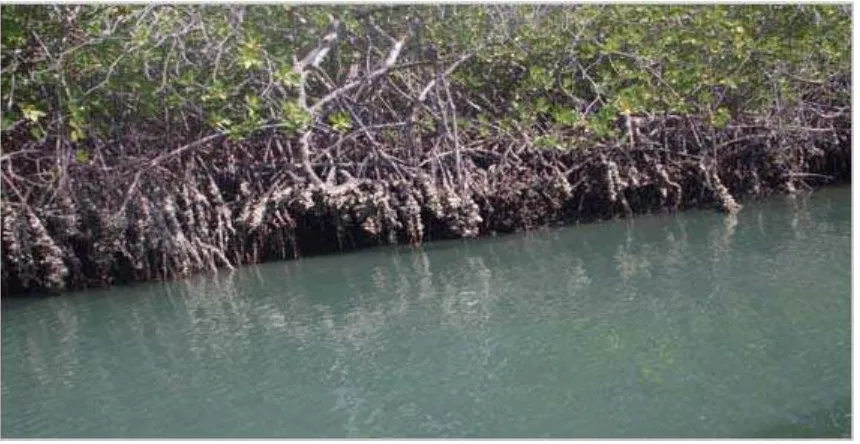 Fig. 5: Oysters growing in the intertidal zone on the mangrove prop roots system 