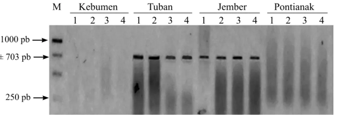 Gambar 3  Visualisasi fragmen DNA CLas asal Bali hasil amplifikasi PCR dengan  primer A2/