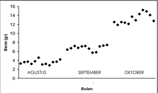 Gambar 3.  Grafik  pertumbuhan  kerang  darah  yang  dipelihara  di  tambak  Desa  Mangkang  Wetan dan Mangunharjo selama tiga bulan 