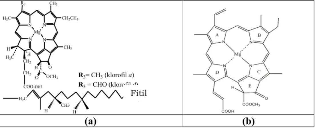 Gambar 3. Struktur kimia: (a) klorofil a dan d; (b) klorofil c1 (Scheer, 2006). 