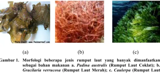 Gambar 1.   Morfologi  beberapa  jenis  rumput  laut  yang  banyak  dimanfaatkan  sebagai  bahan  makanan  a