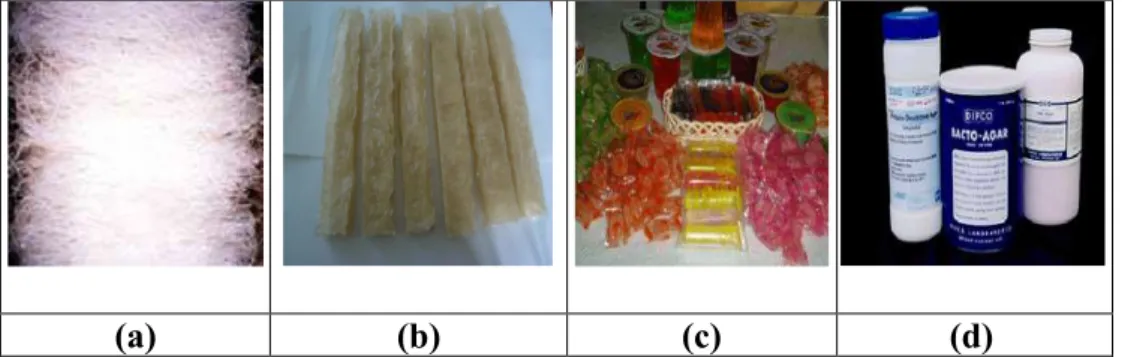 Gambar 2:   Produk  agar  Gracilaria  skala  industri;  A.  Agar  strips;  B.  Agar  Stick- Stick-Shape C
